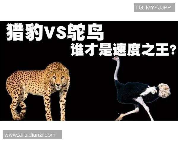 赛后复盘北京街舞队与深圳街舞队速度对决的精彩瞬间与战术分析